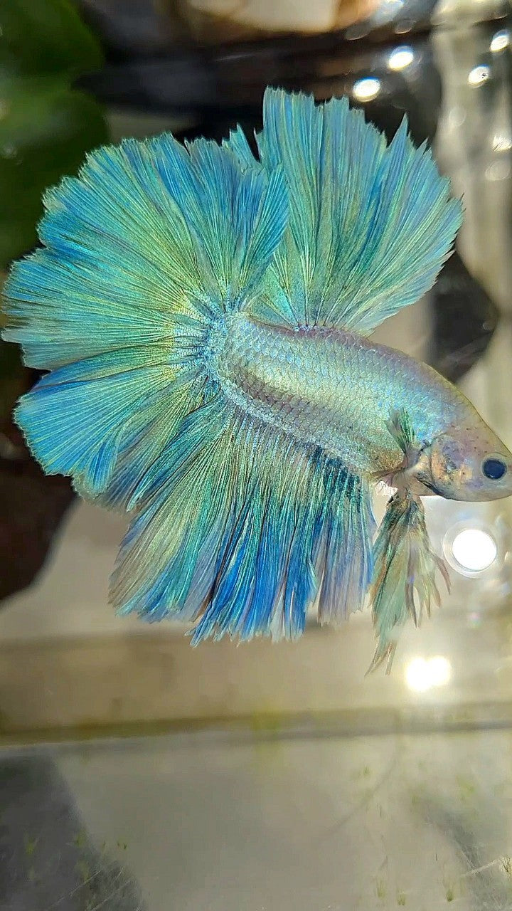 XL HALFMOON SUPER FEATHER TAIL BLUE GRIZZLE LIGHT UNICORN BETTA FISH