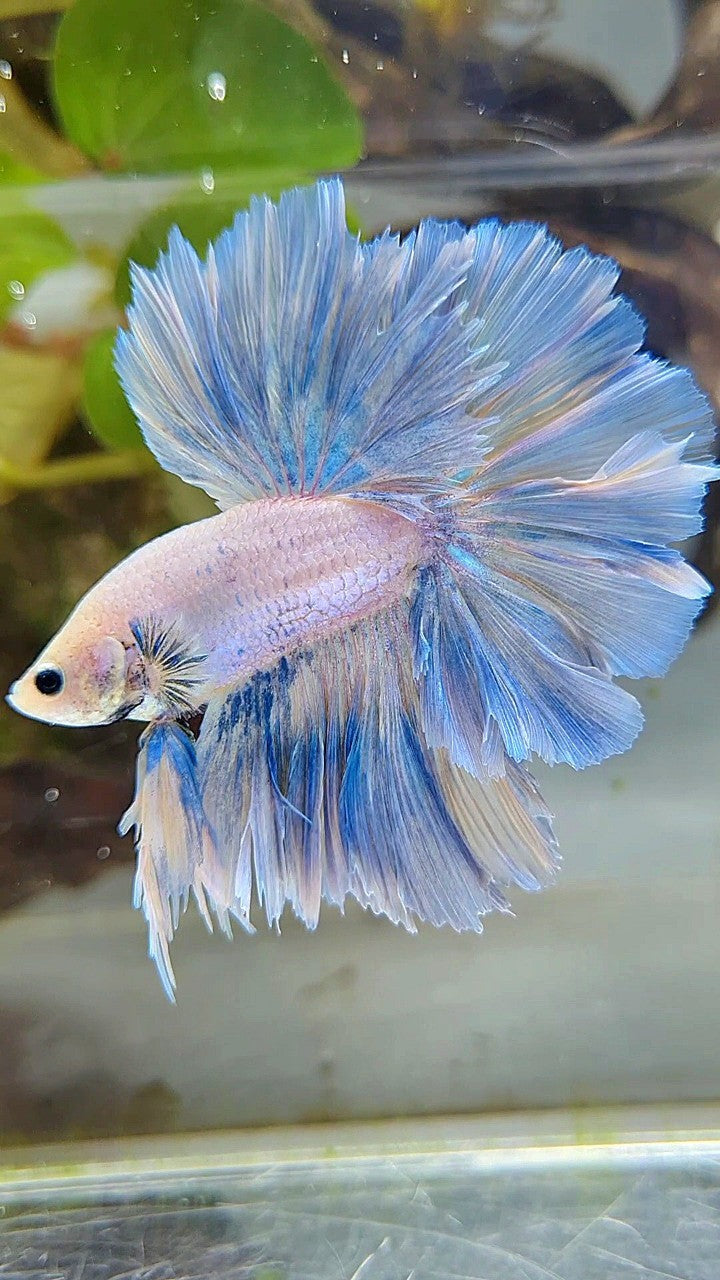 XL HALFMOON SUPER FEATHER TAIL BLUE GRIZZLE LIGHT UNICORN BETTA FISH