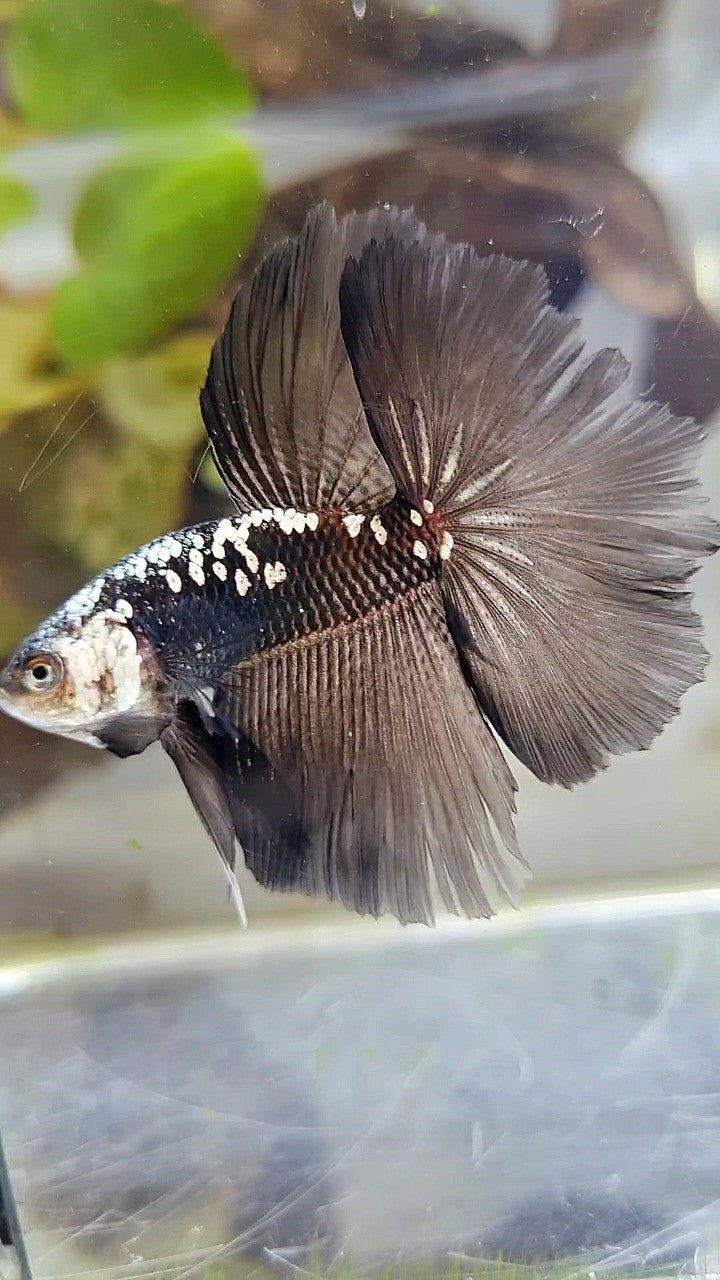 HALFMOON ROSETAIL BLACK MAMBA GALAXY WHITE BETTA FISH