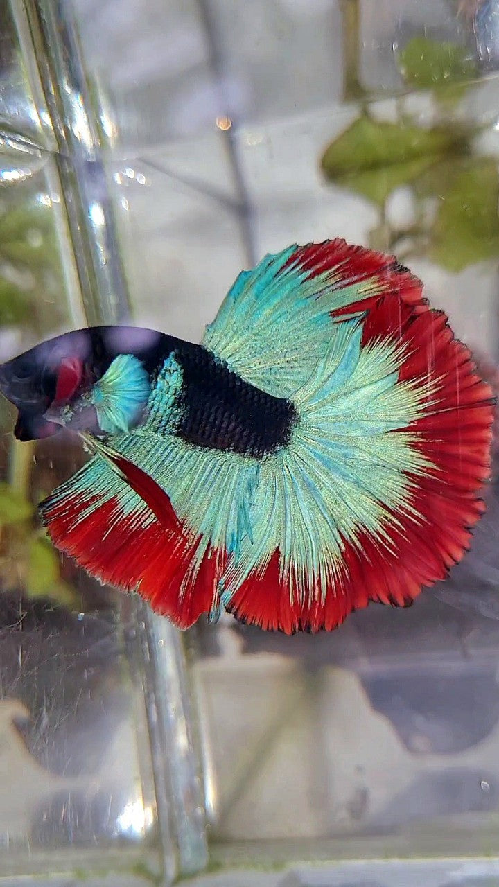 LUXURY HALFMOON ROSETAIL BIG BLUE EAR BLACK BLUE FROZEN RED BUTTERFLY BETTA FISH