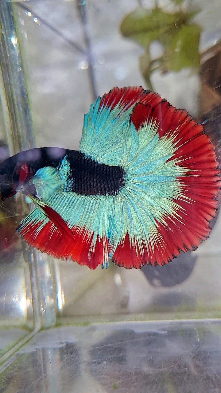 LUXURY HALFMOON ROSETAIL BIG BLUE EAR BLACK BLUE FROZEN RED BUTTERFLY BETTA FISH