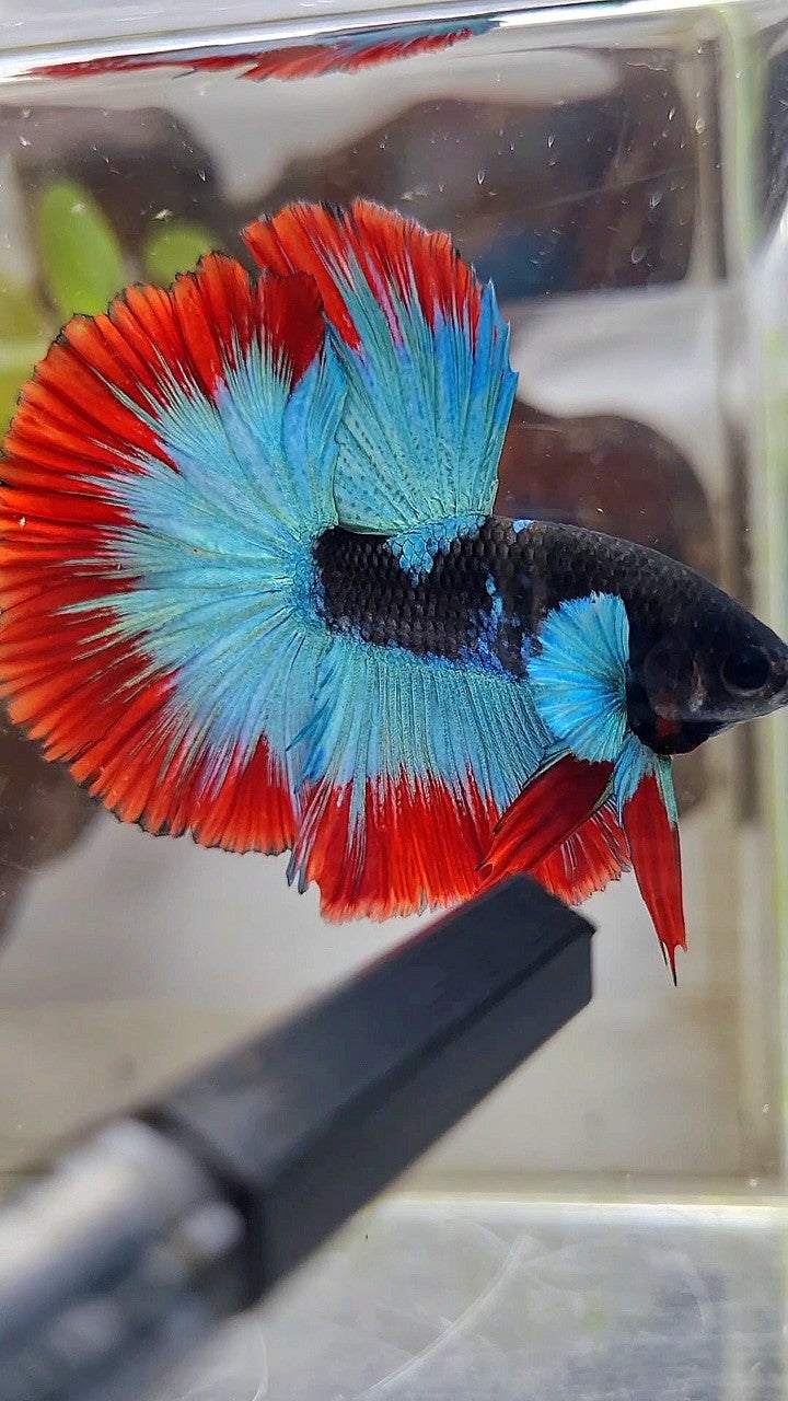 LUXURY HALFMOON ROSETAIL BIG BLUE EAR BLACK BLUE FROZEN RED BUTTERFLY BETTA FISH