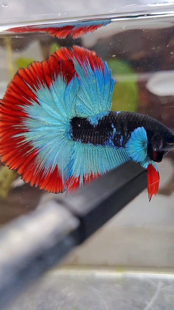 LUXURY HALFMOON ROSETAIL BIG BLUE EAR BLACK BLUE FROZEN RED BUTTERFLY BETTA FISH