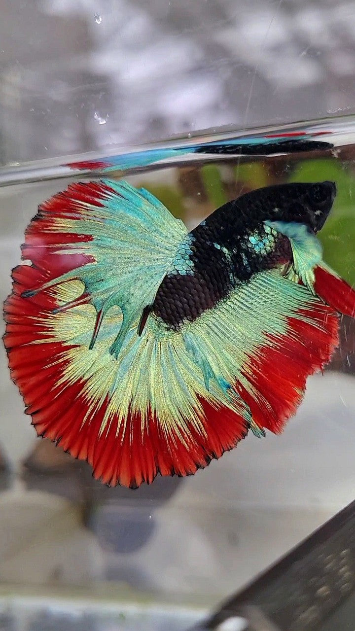 LUXURY HALFMOON ROSETAIL BIG BLUE EAR BLACK BLUE FROZEN RED BUTTERFLY BETTA FISH