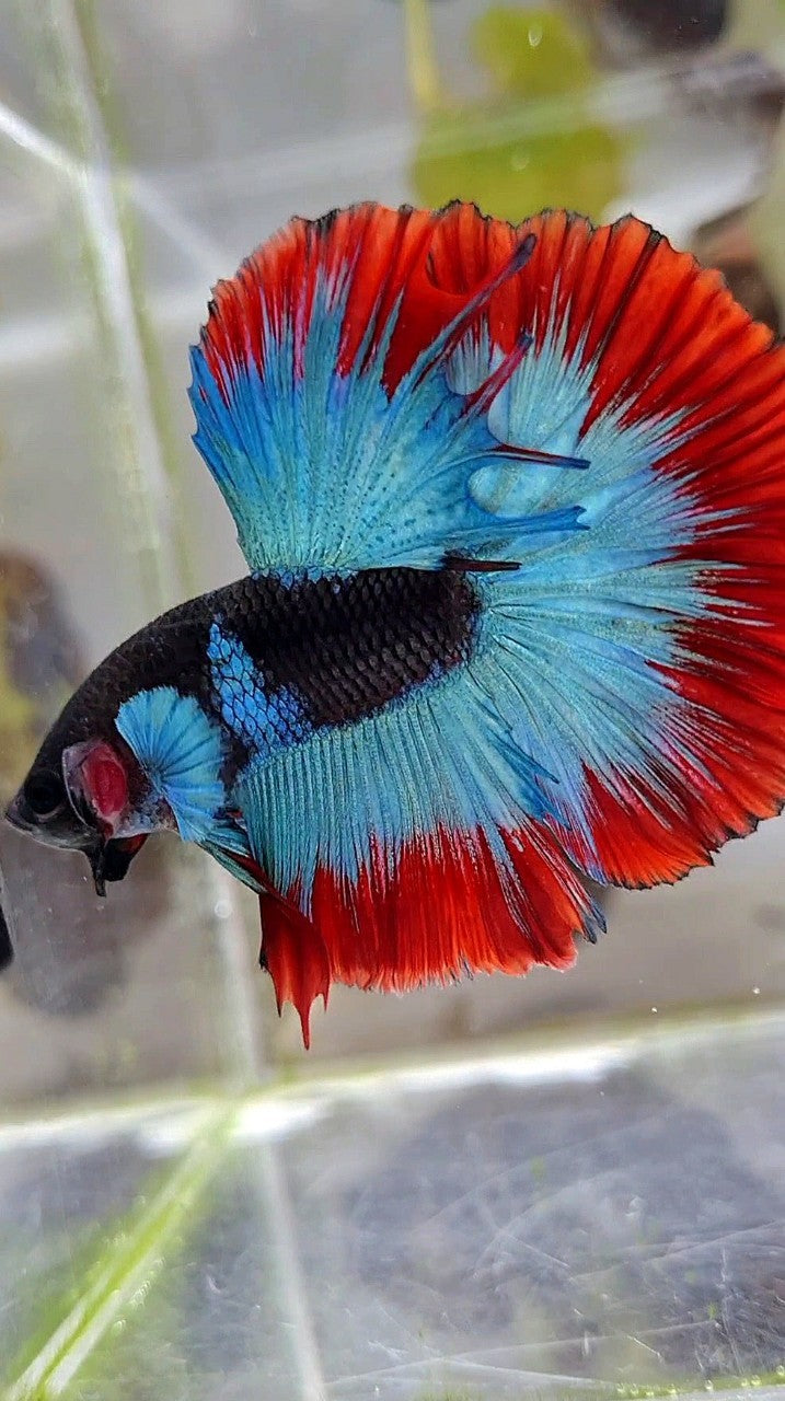 LUXURY HALFMOON ROSETAIL BIG BLUE EAR BLACK BLUE FROZEN RED BUTTERFLY BETTA FISH