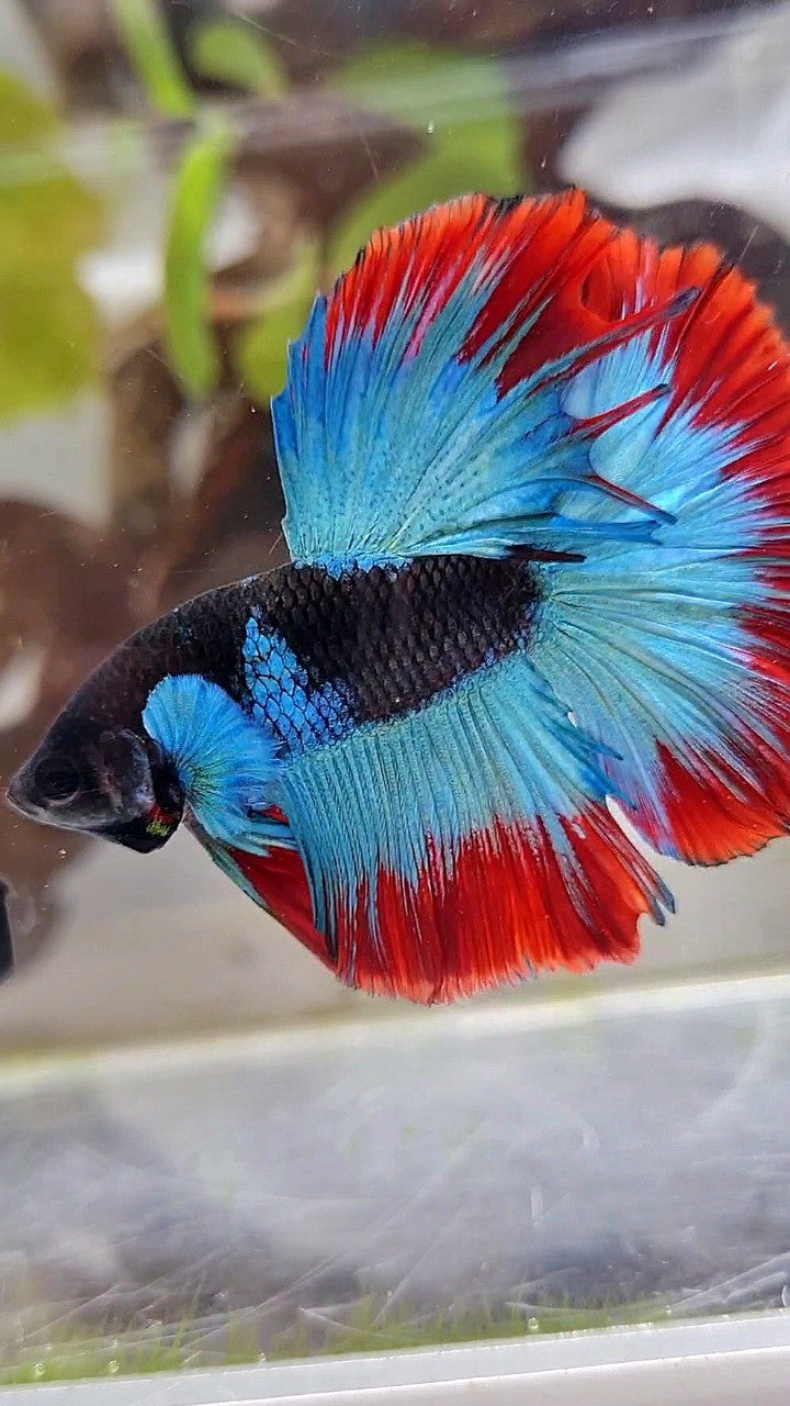 LUXURY HALFMOON ROSETAIL BIG BLUE EAR BLACK BLUE FROZEN RED BUTTERFLY BETTA FISH