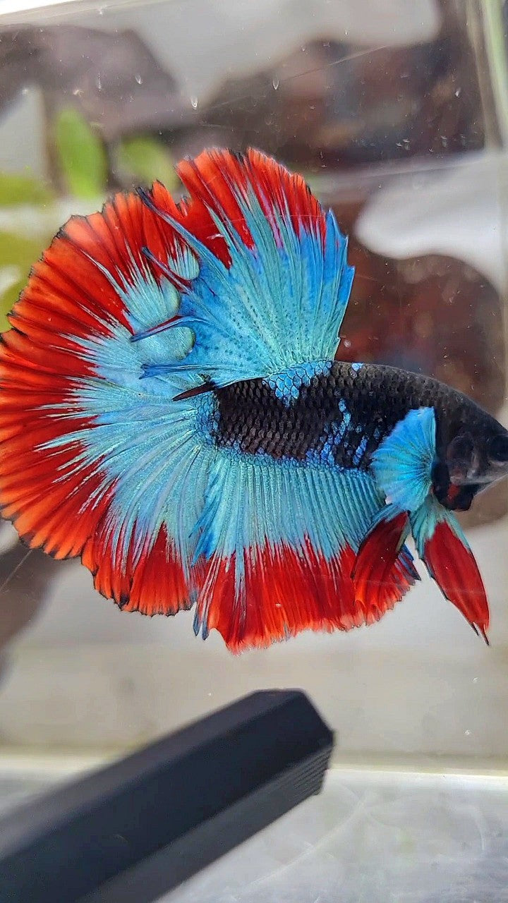 LUXURY HALFMOON ROSETAIL BIG BLUE EAR BLACK BLUE FROZEN RED BUTTERFLY BETTA FISH