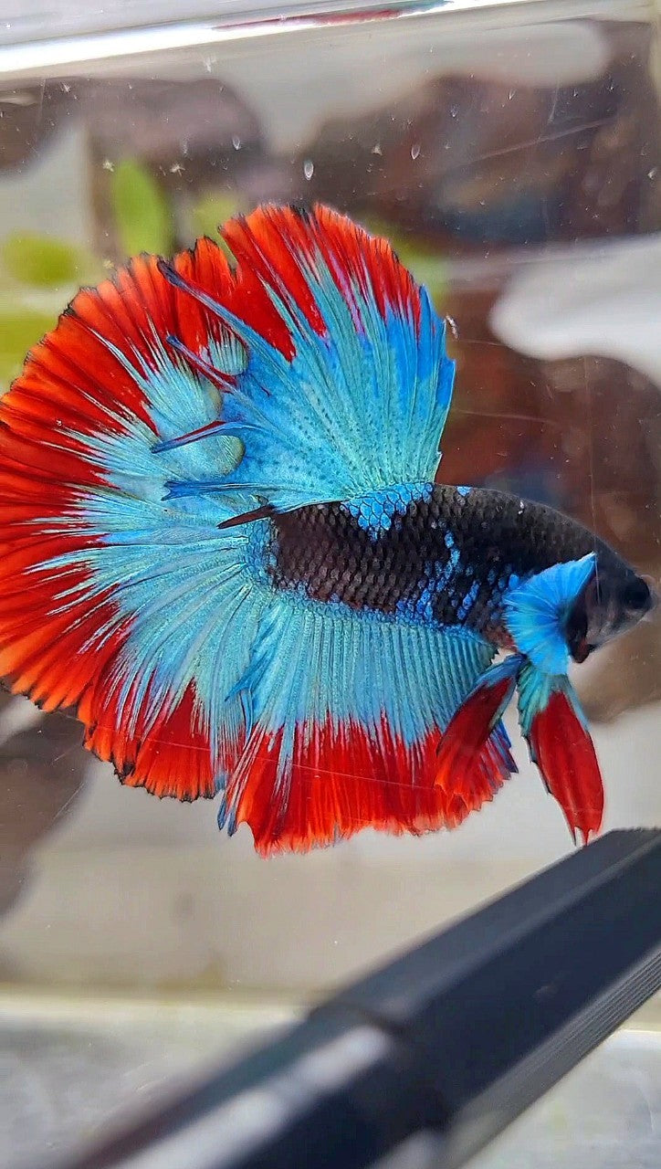 LUXURY HALFMOON ROSETAIL BIG BLUE EAR BLACK BLUE FROZEN RED BUTTERFLY BETTA FISH