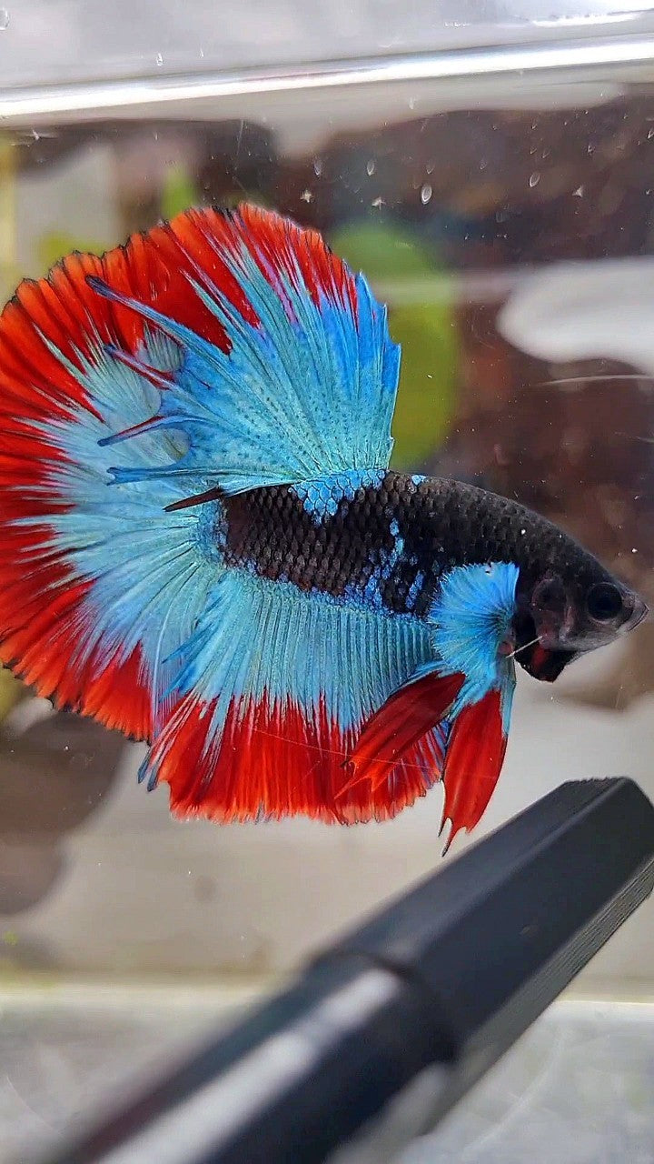 LUXURY HALFMOON ROSETAIL BIG BLUE EAR BLACK BLUE FROZEN RED BUTTERFLY BETTA FISH