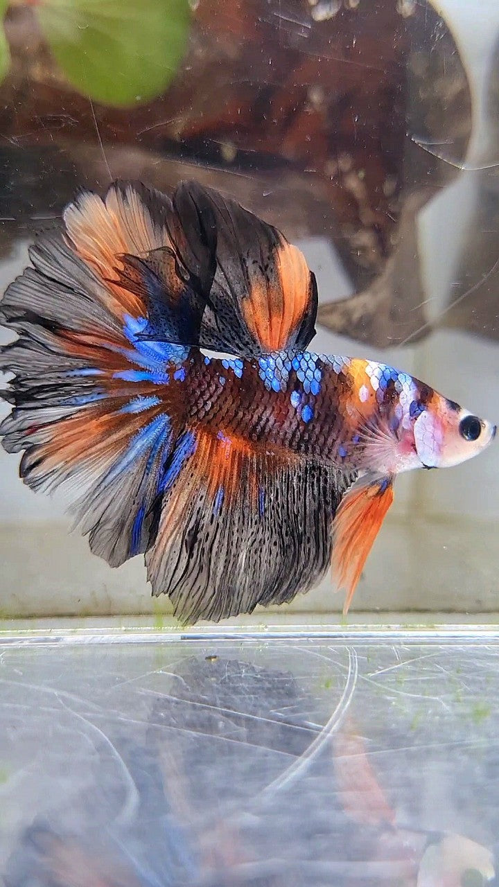 HALFMOON ROSETAIL BLACK KOI GALAXY NEMO MULTICOLOR BETTA FISH