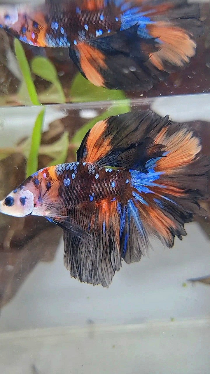 HALFMOON ROSETAIL BLACK KOI GALAXY NEMO MULTICOLOR BETTA FISH