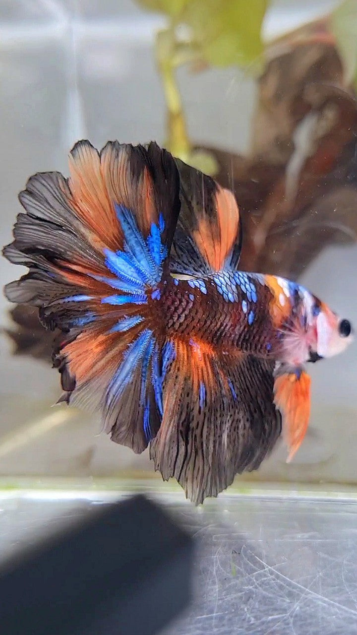 HALFMOON ROSETAIL BLACK KOI GALAXY NEMO MULTICOLOR BETTA FISH