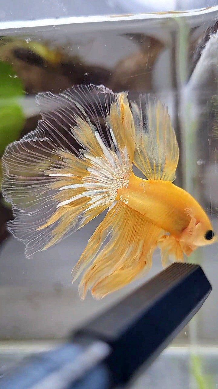 HALFMOON YELLOW HELLBOY BETTA FISH