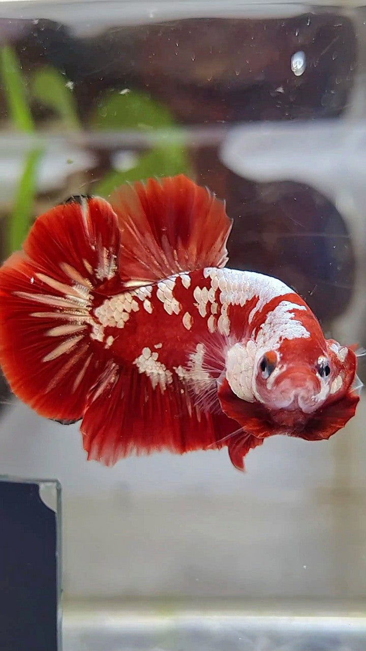 PLAKAT RED GOLD GALAXY SNOW RGG BETTA FISH