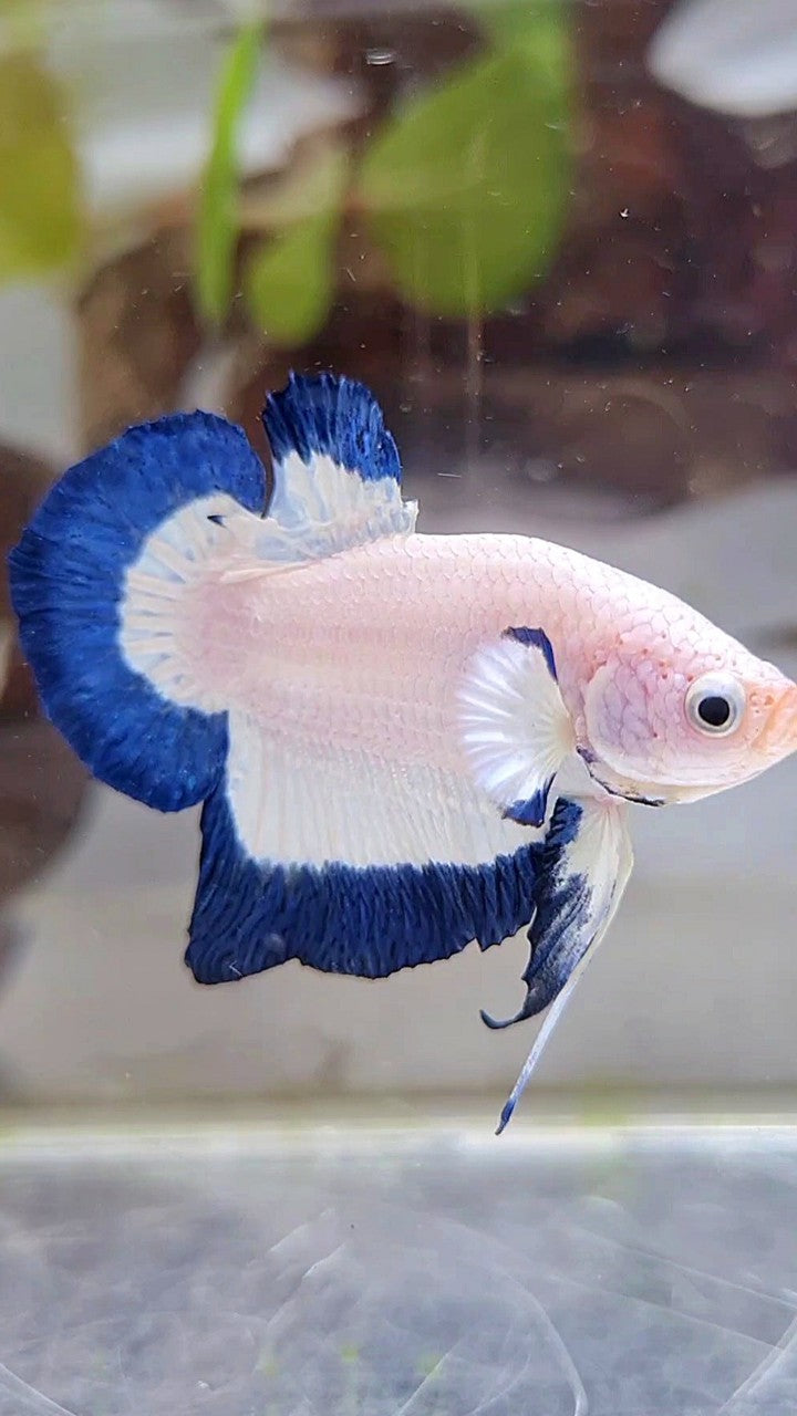 HMPK BLUE RIM BUTTERFLY BETTA FISH