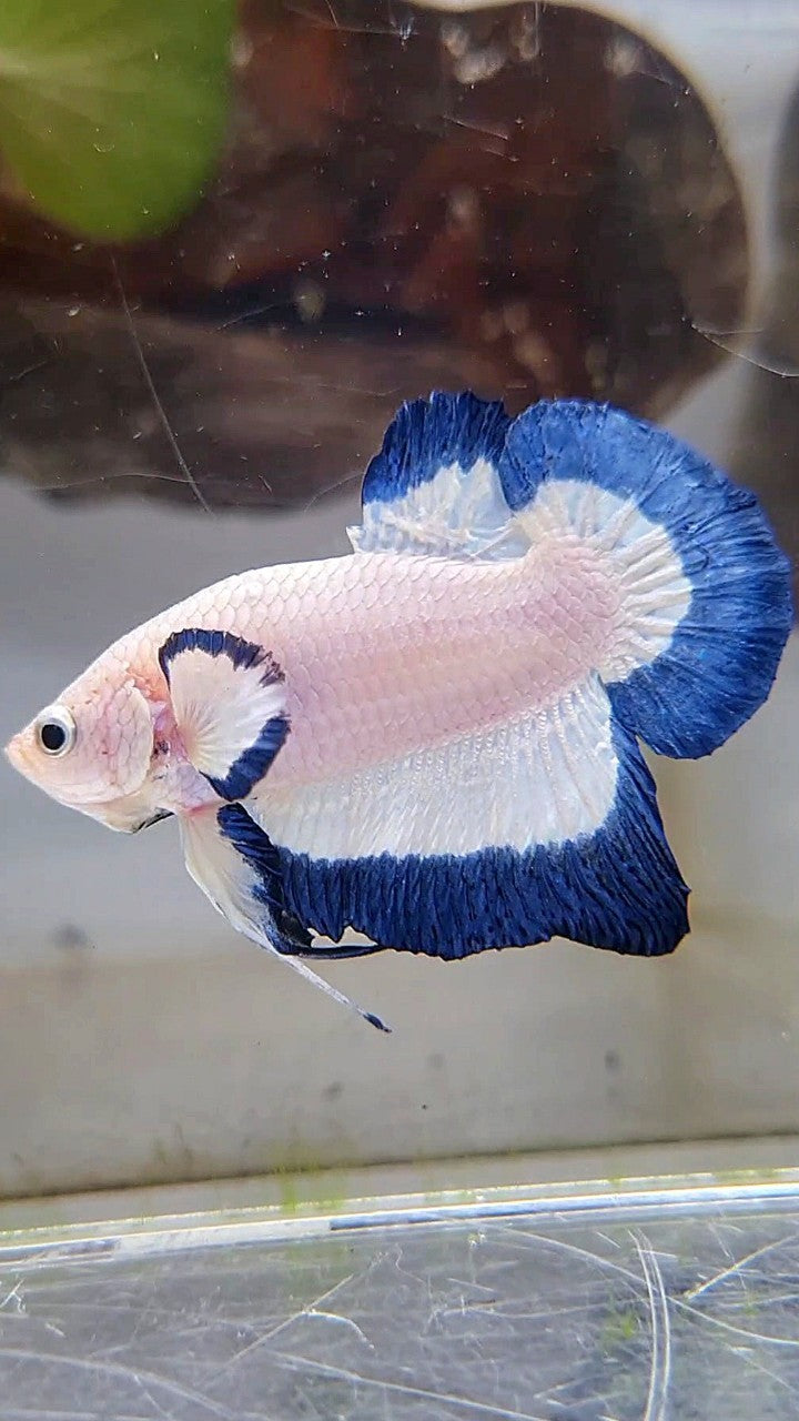 HMPK BLUE RIM BUTTERFLY BETTA FISH