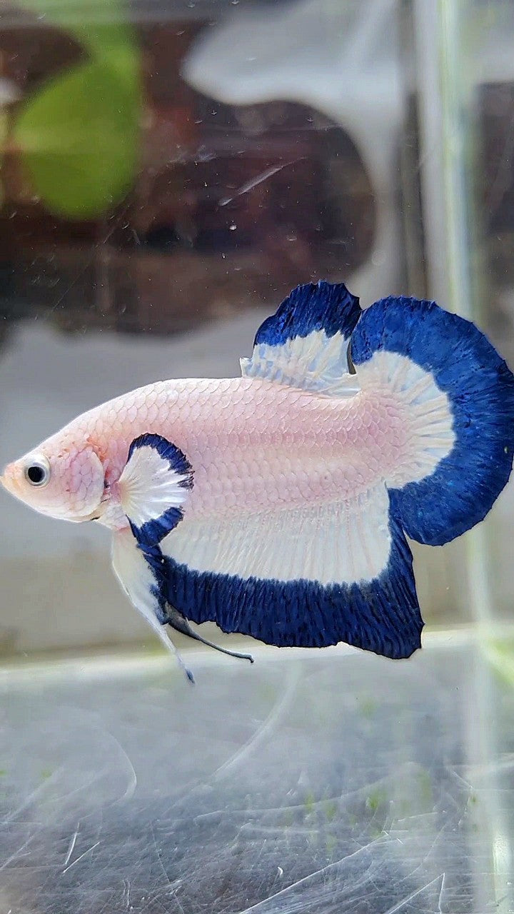 HMPK BLUE RIM BUTTERFLY BETTA FISH