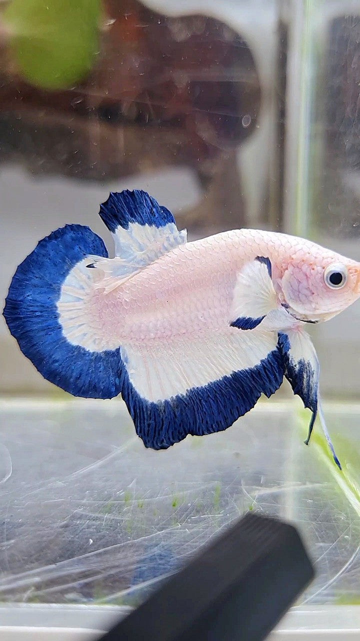 HMPK BLUE RIM BUTTERFLY BETTA FISH