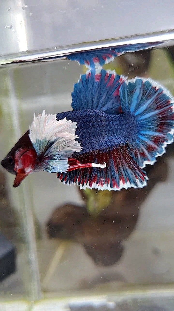 PLAKAT DUMBO EAR BLUE DARK GRAY BETTA FISH
