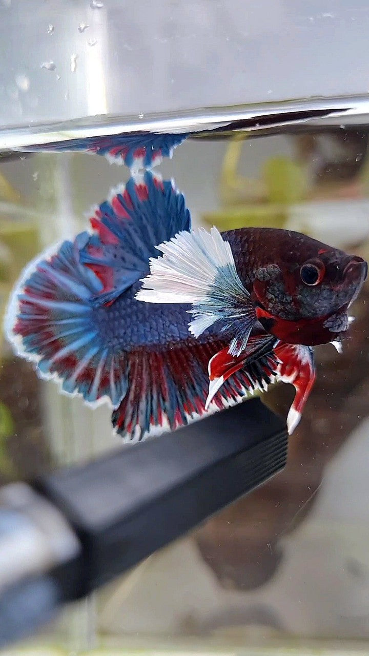PLAKAT DUMBO EAR BLUE DARK GRAY BETTA FISH