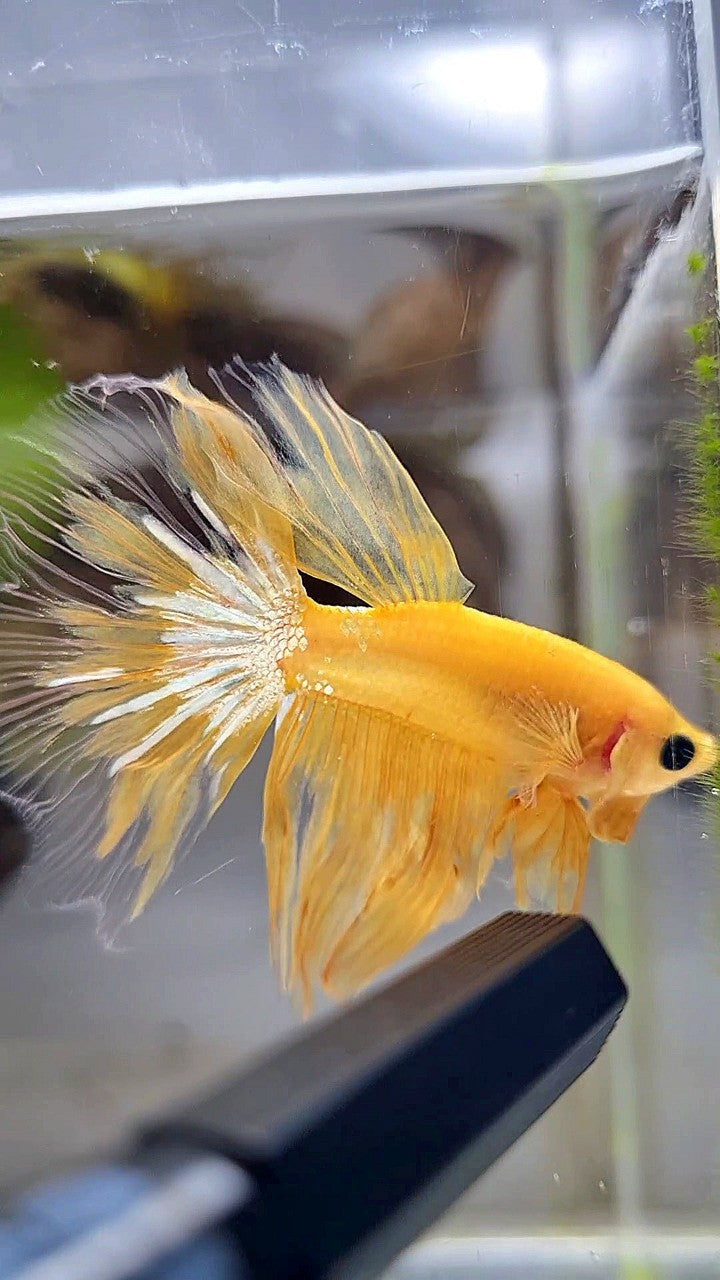 HALFMOON YELLOW HELLBOY BETTA FISH