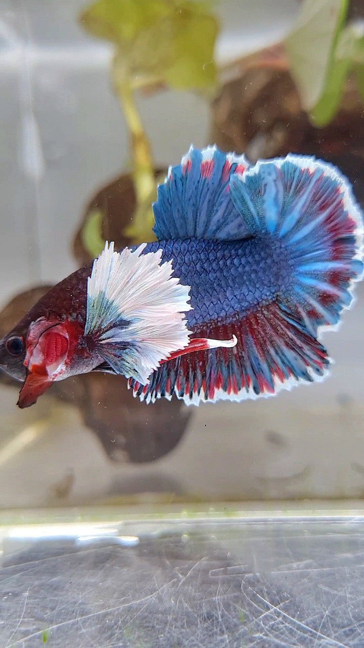 PLAKAT DUMBO EAR BLUE DARK GRAY BETTA FISH