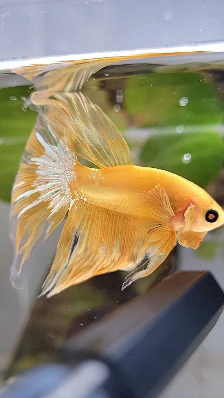 HALFMOON YELLOW HELLBOY BETTA FISH