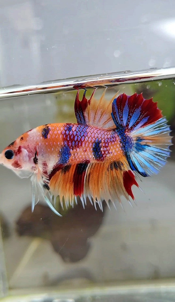 CROWNTAIL PLAKAT ORANGE CANDY MULTICOLOR BETTA FISH