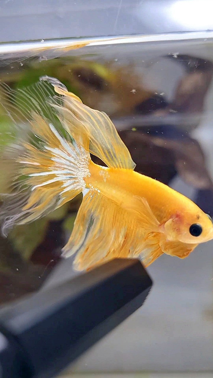 HALFMOON YELLOW HELLBOY BETTA FISH