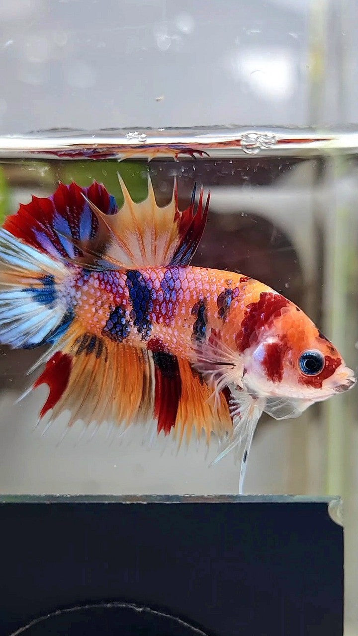 CROWNTAIL PLAKAT ORANGE CANDY MULTICOLOR BETTA FISH