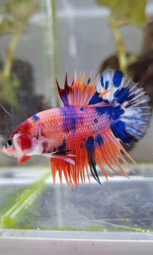 CROWNTAIL PLAKAT ORANGE CANDY MULTICOLOR BETTA FISH