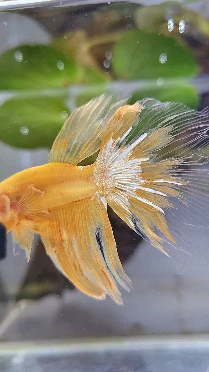 HALFMOON YELLOW HELLBOY BETTA FISH
