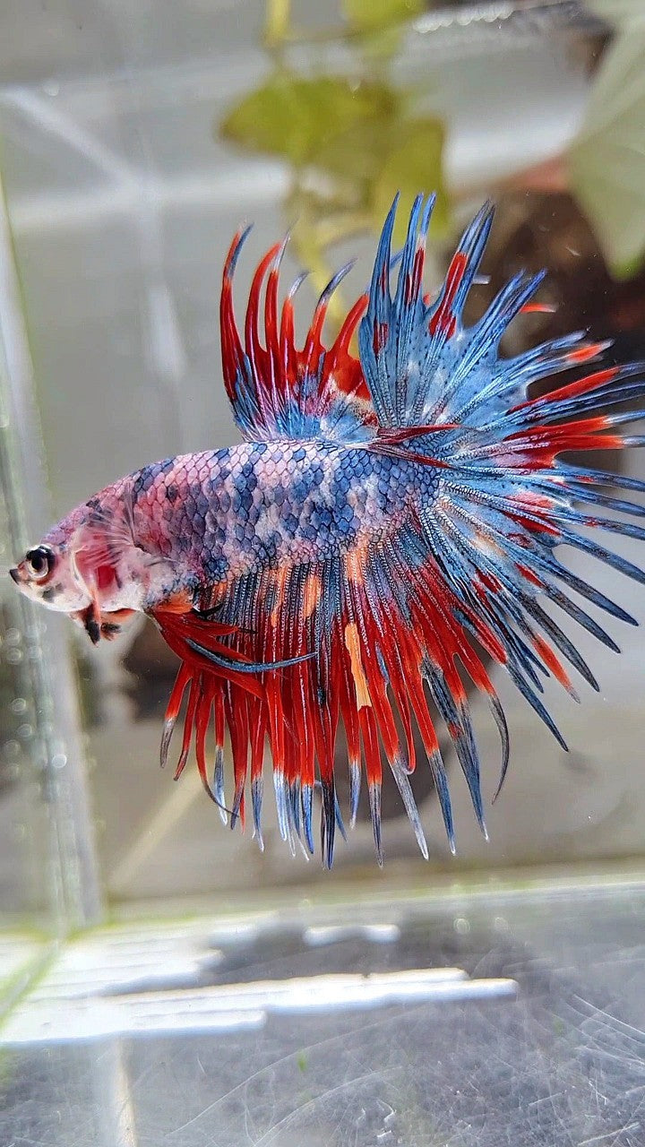 CROWNTAIL RED BLUE GRAY MARBLE MULTICOLOR BETTA FISH