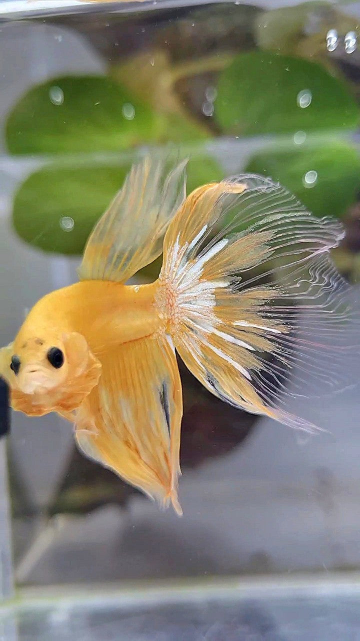 HALFMOON YELLOW HELLBOY BETTA FISH