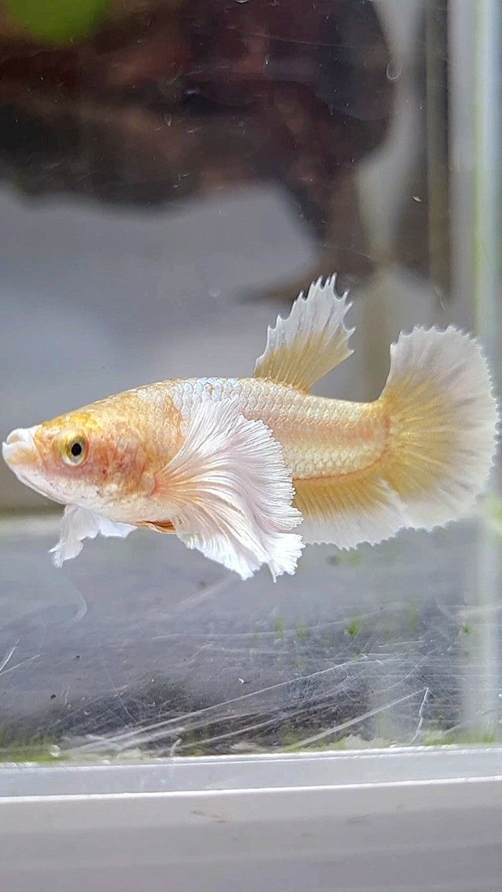 FEMALE PLAKAT SUPER DUMBO EAR GOLD BUTTERLFLY BETTA FISH