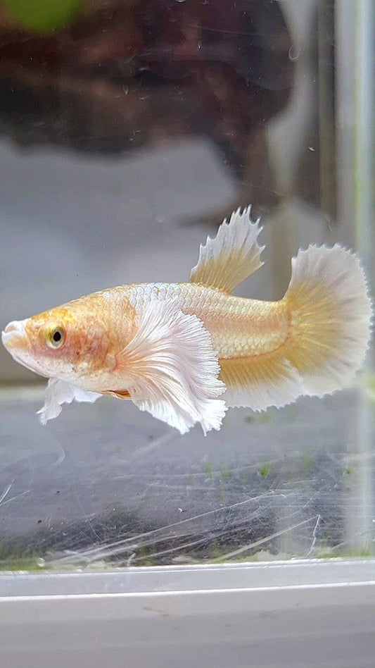 FEMALE PLAKAT SUPER DUMBO EAR GOLD BUTTERLFLY BETTA FISH