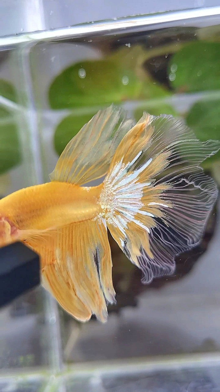 HALFMOON YELLOW HELLBOY BETTA FISH