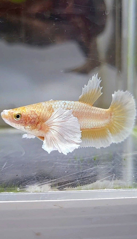 FEMALE PLAKAT SUPER DUMBO EAR GOLD BUTTERLFLY BETTA FISH