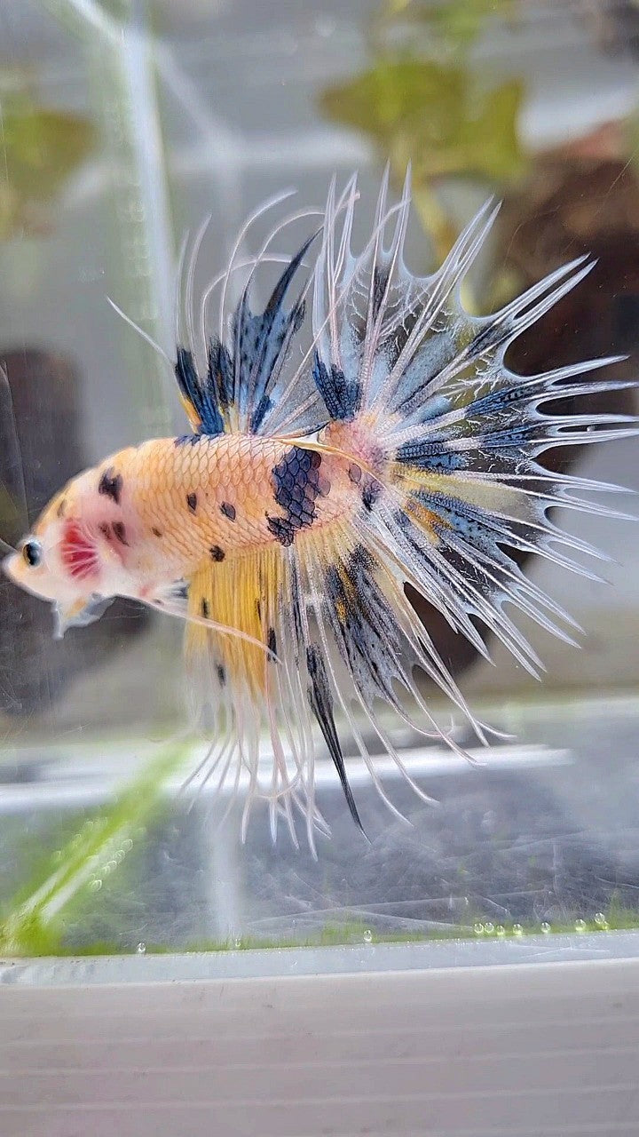 CROWNTAIL YELLOW KOI MARBLE MULTICOLOR BETTA FISH