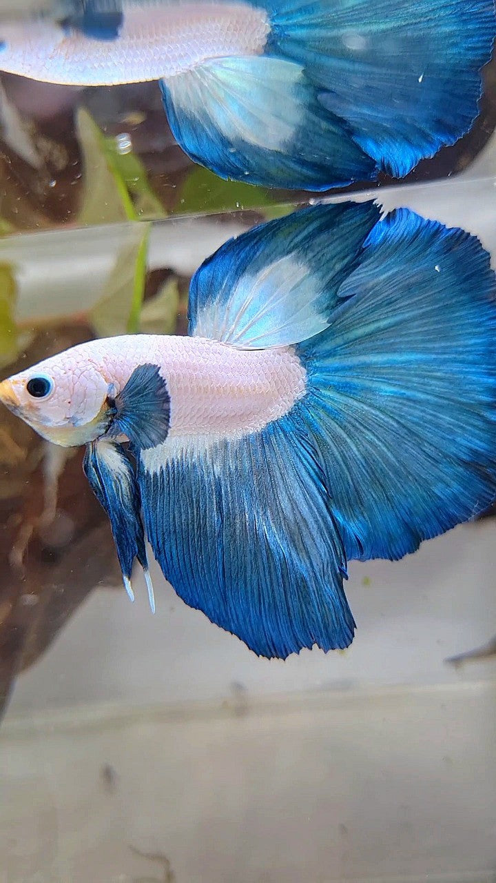 XL LUXURY HALFMOON ROSETAIL BLUE RIM BICOLOR BETTA FISH