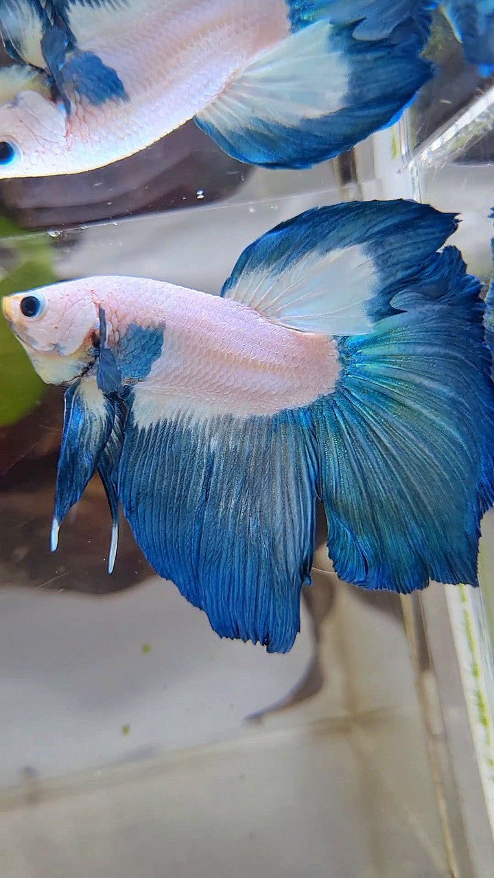 XL LUXURY HALFMOON ROSETAIL BLUE RIM BICOLOR BETTA FISH
