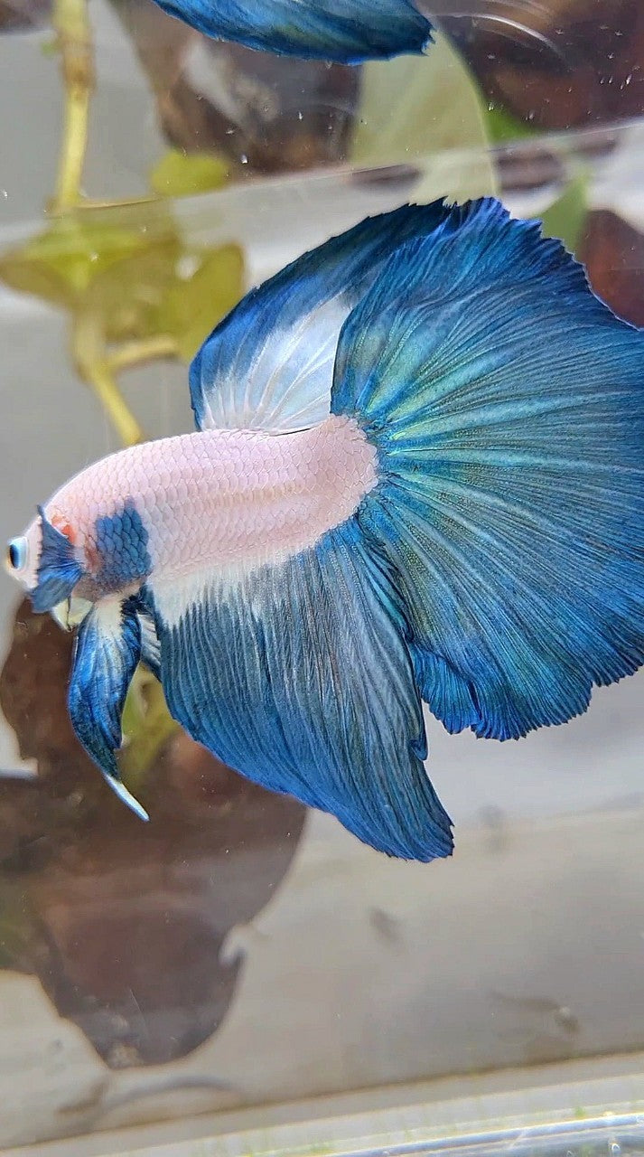 XL LUXURY HALFMOON ROSETAIL BLUE RIM BICOLOR BETTA FISH