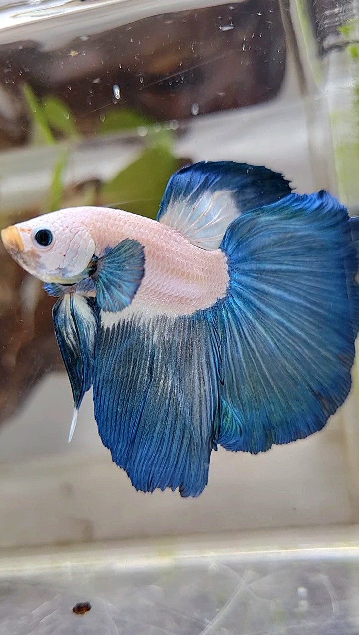XL LUXURY HALFMOON ROSETAIL BLUE RIM BICOLOR BETTA FISH