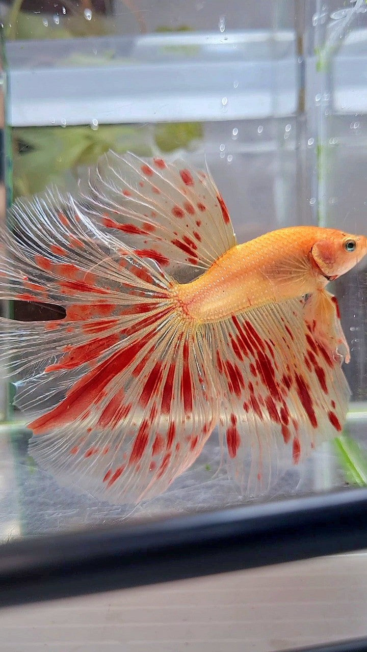 XXL HALFMOON OVERTAIL ROSETAIL SUPER ARMAGEDDON BETTA FISH