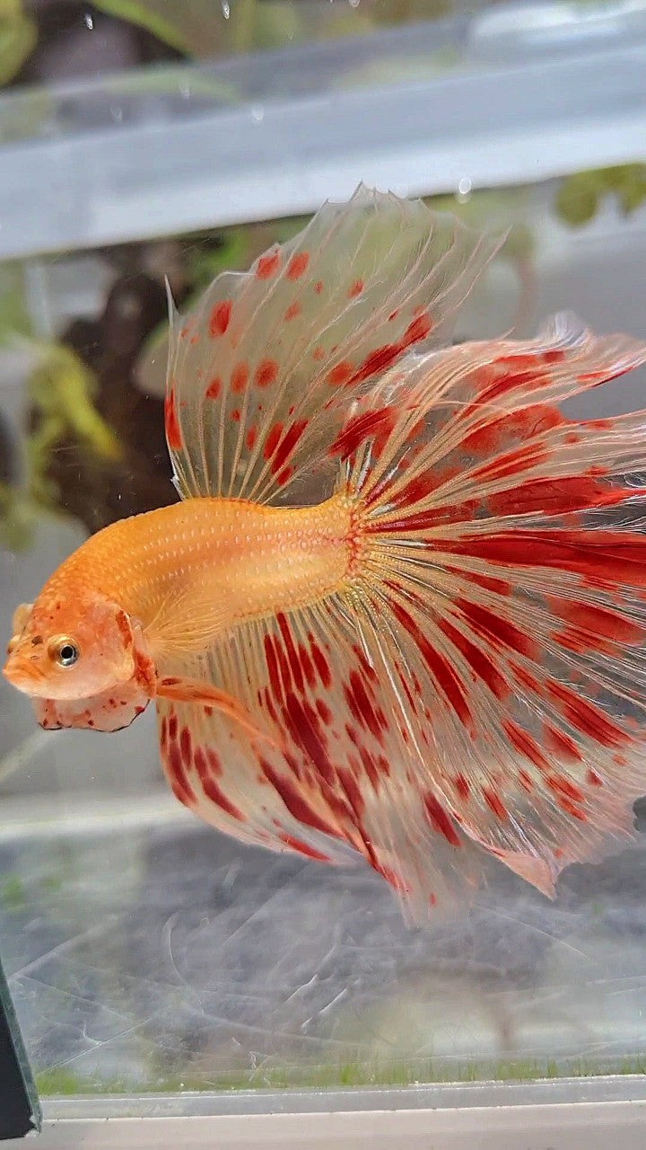 XXL HALFMOON OVERTAIL ROSETAIL SUPER ARMAGEDDON BETTA FISH