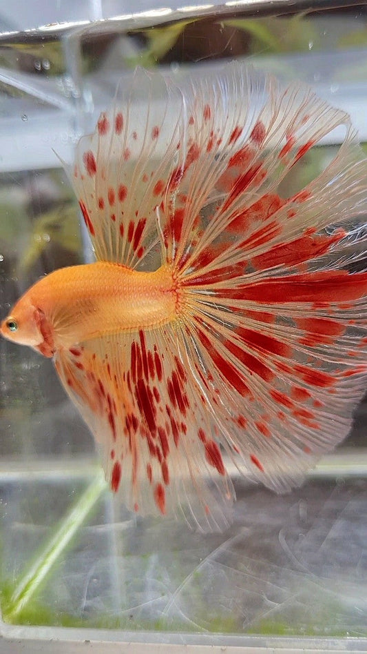 XXL HALFMOON OVERTAIL ROSETAIL SUPER ARMAGEDDON BETTA FISH