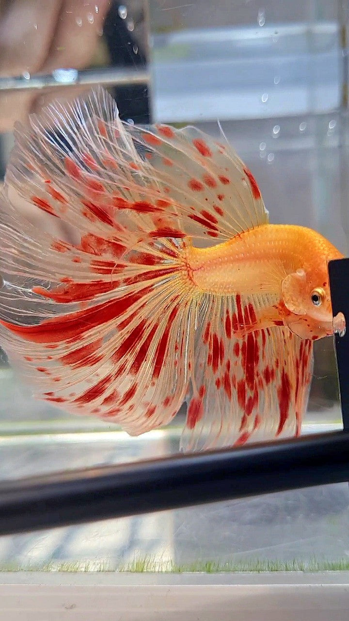 XXL HALFMOON OVERTAIL ROSETAIL SUPER ARMAGEDDON BETTA FISH