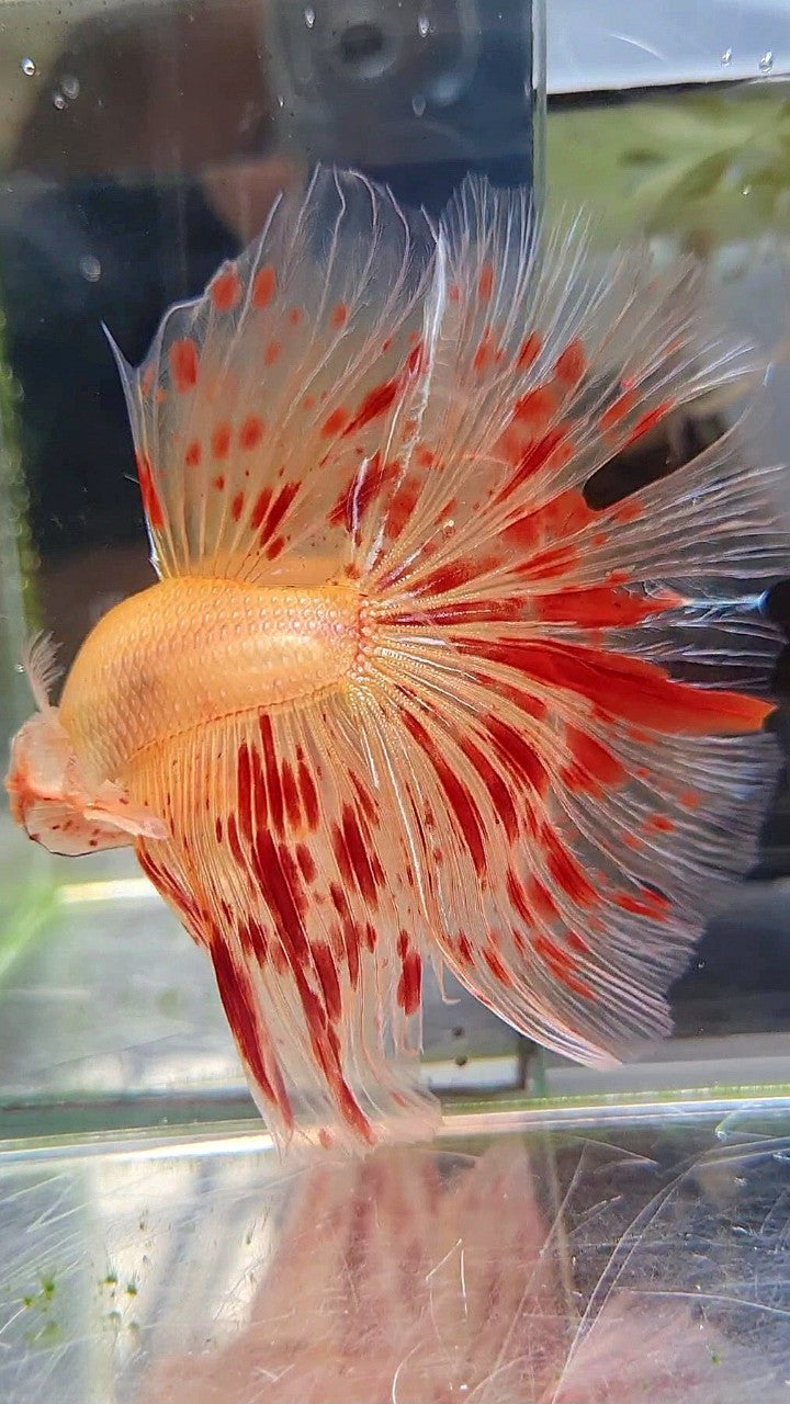 XXL HALFMOON OVERTAIL ROSETAIL SUPER ARMAGEDDON BETTA FISH
