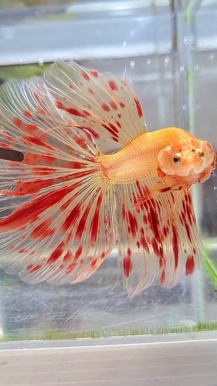 XXL HALFMOON OVERTAIL ROSETAIL SUPER ARMAGEDDON BETTA FISH
