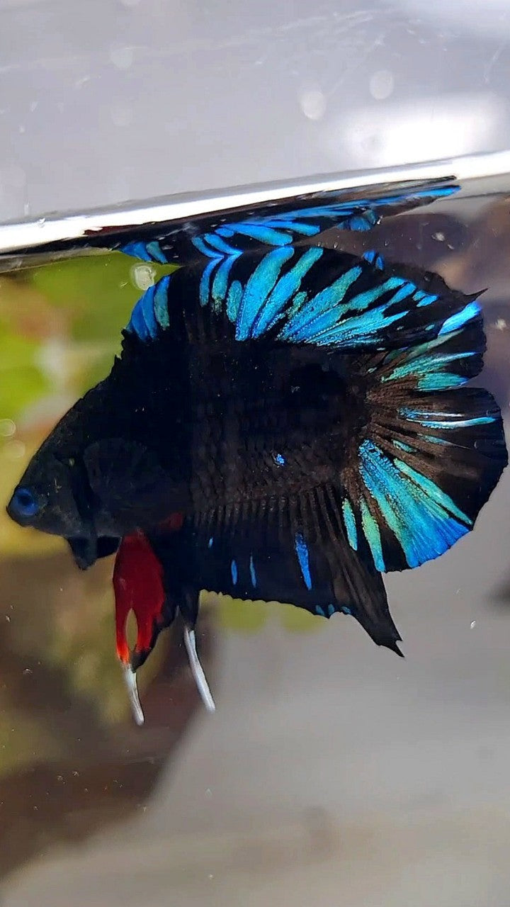 PLAKAT DOUBLE TAIL BLACK AVATAR BLUE SPLASH PATTERN BETTA FISH